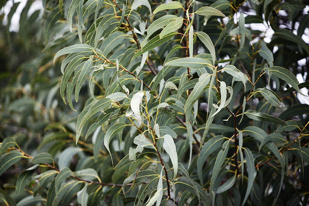 Green eucalyptus leaves