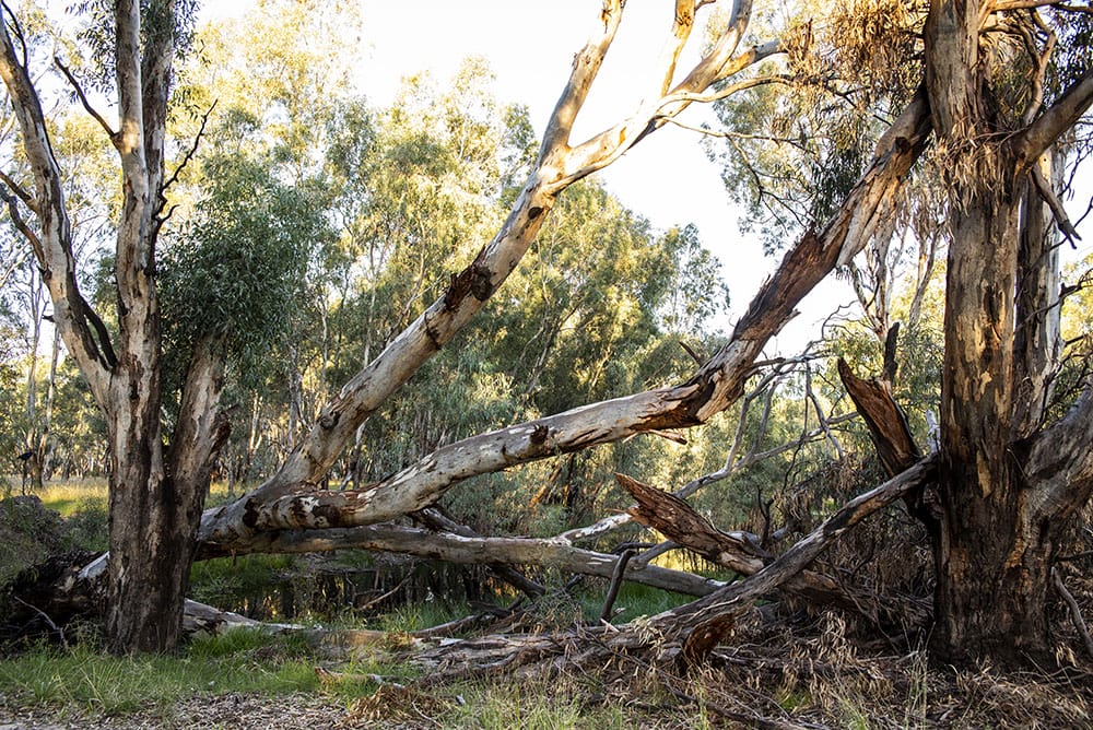 In an open woodland a large River Gum tree has fallen between two upright trees.