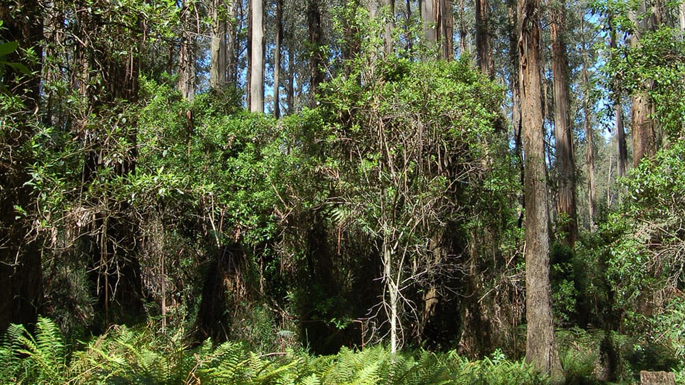 Tall Mountain Ash trees with ferns growing on the ground and other shrubs and plants growing above the ground under the trees.
