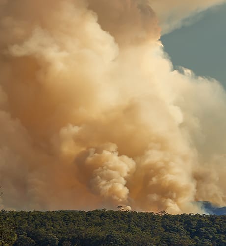 Smoke above treetops 460