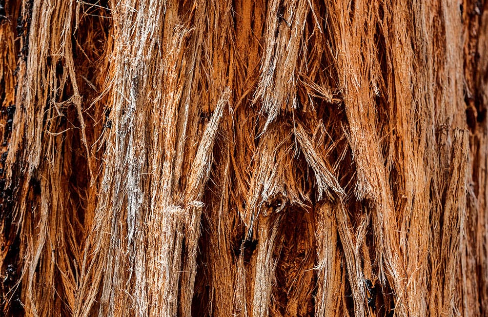 Close up of rough bark on a tree trunk.