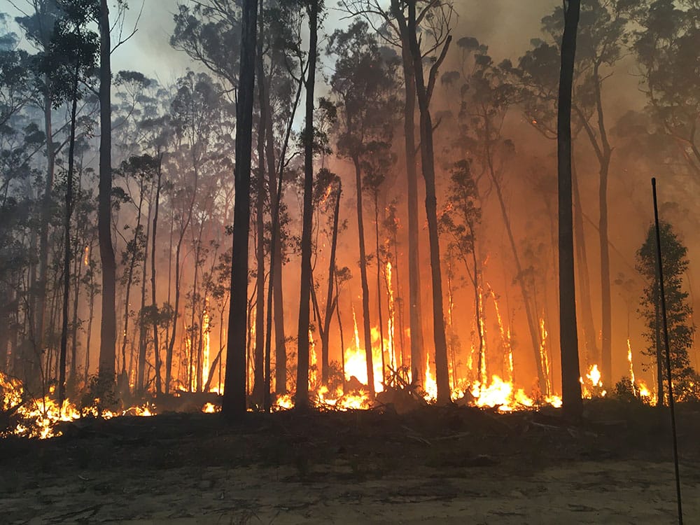 Fire burning in a eucalyptus forest, with flames at the ground reaching partly up the trunks.