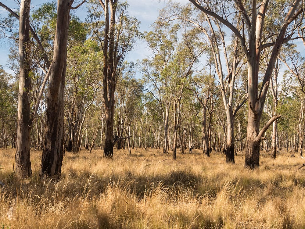 Trees in dry brush