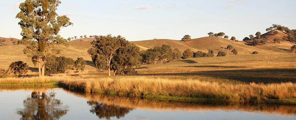 Rural scene with a grass fringed pond in the foreground. Rolling hills covered in dry grass are in the background with gum trees dotting the landscape.