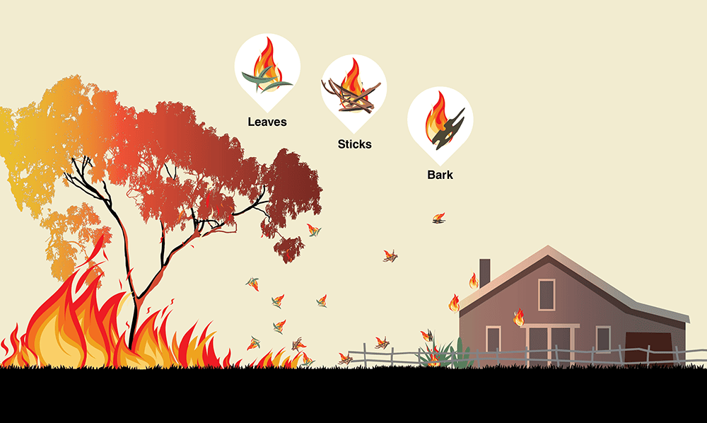 An illustration of a burning tree on the left, with embers in the air heading towards a house on the right.  Three are types of burning embers that are labelled —leaves, sticks, and bark. It shows how they can travel through the air and ignite new fires. Small embers are scattered across the scene, and parts of the house and nearby plants are catching fire.