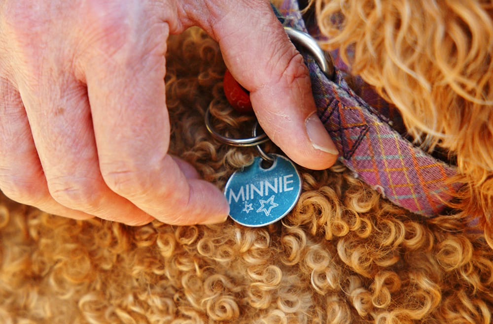 An ID tag on a dog