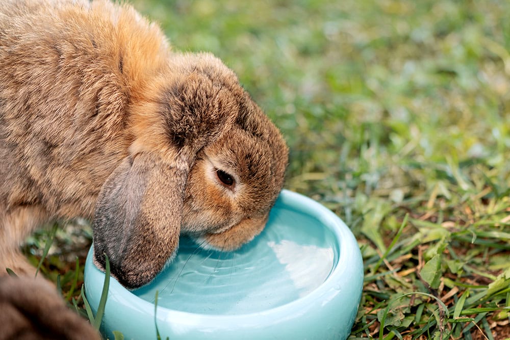 Rabbit drinking water