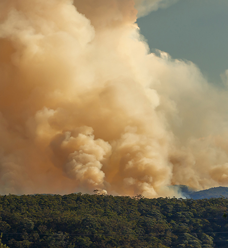 Bushfire landscape 460
