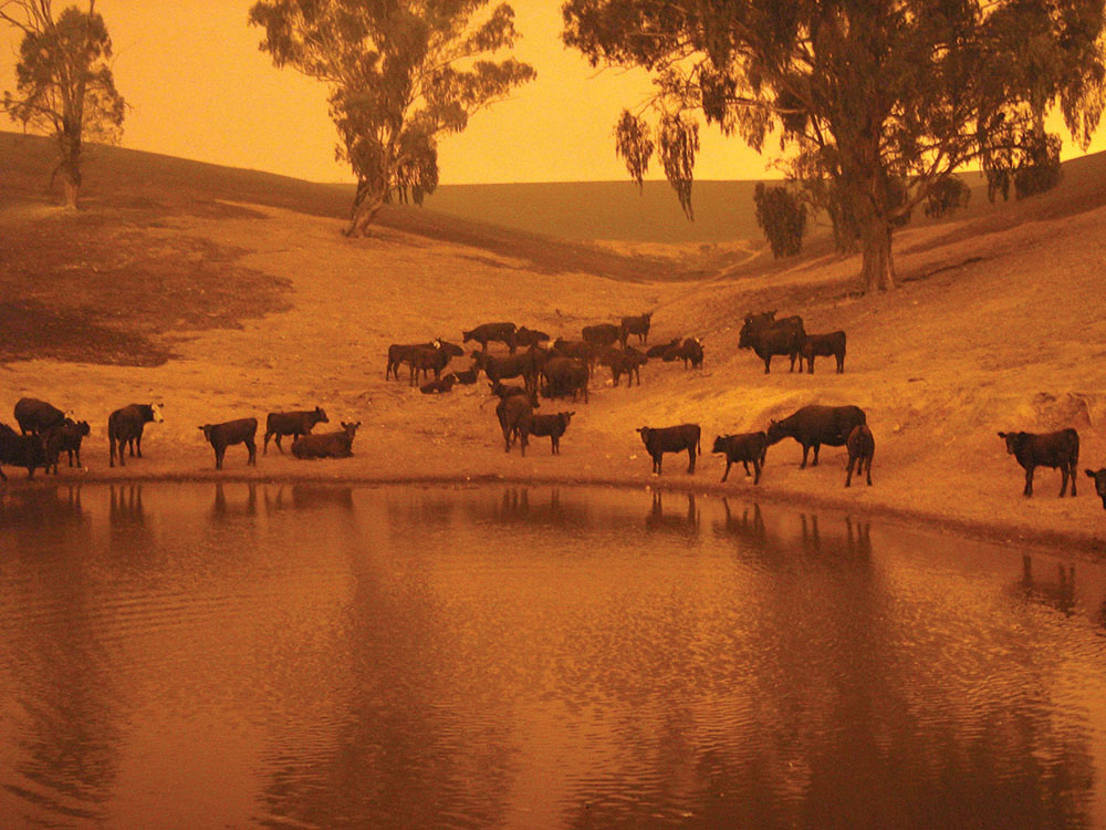 Cattle gathered around a farm dam under an orange, smoke-filled sky during a bushfire.