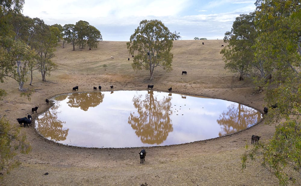 Cows gather around a dam in a paddock with very little grass and only a few sparse trees.