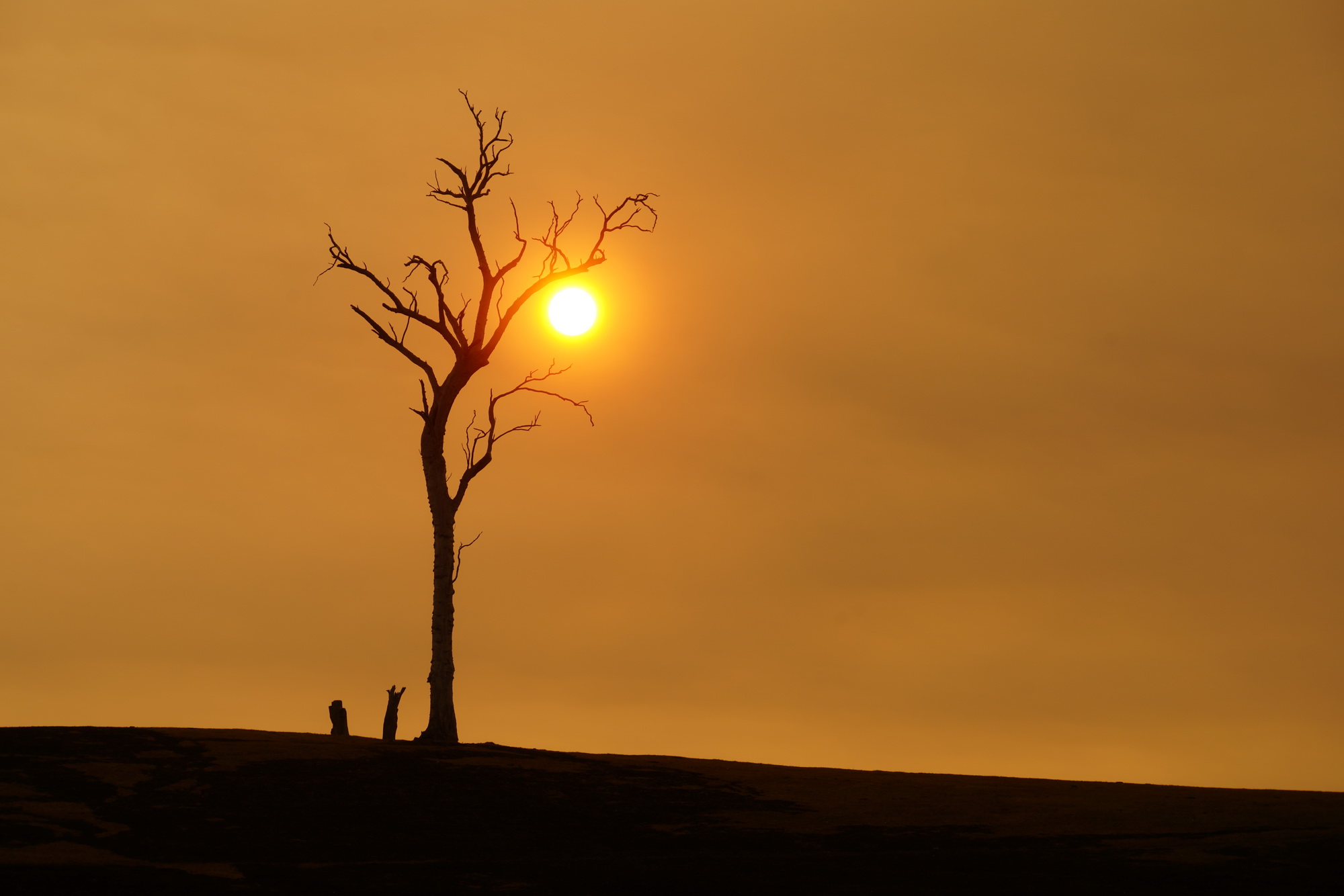Tree on hill with sun behind
