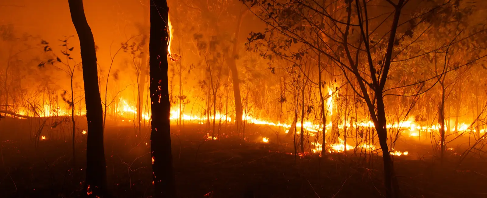 Bsw bushfire at night 1600