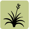 grass plants