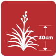 tall plants greater than 30cm